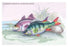 Common Perch and Common Bass 24x36 Giclee