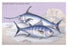 Plain Bonito and Swordfish 24x36 Giclee