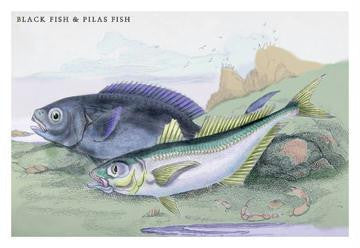 Blackfish and Pilas Fish 24x36 Giclee