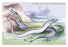 Silvery Hairtail and Scabbard Fish 24x36 Giclee