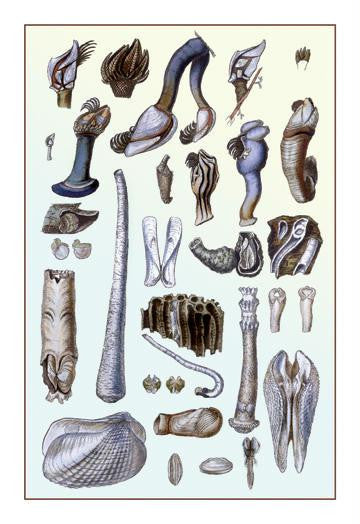 Shells: Pedunculated Cirrepedes and Conchifera Dimyaria 24x36 Giclee