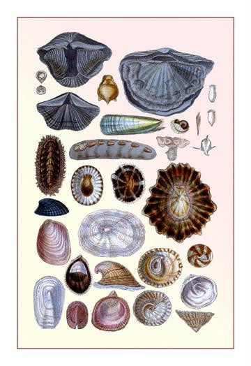 Shells: Monomyaria  Pteropoda  and Gasteropoda 24x36 Giclee