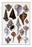 Shells: Trachelipoda #4 24x36 Giclee