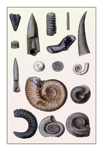 Shells: Cephalopoda 24x36 Giclee