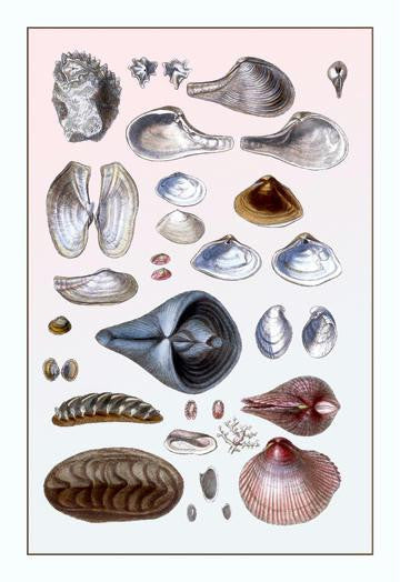 Shells: Sessile Cirripedes #1 24x36 Giclee