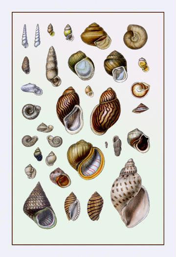 Shells: Sessile Cirripedes #2 24x36 Giclee