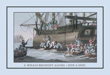 A Whale Brought Along-Side a Ship 24x36 Giclee