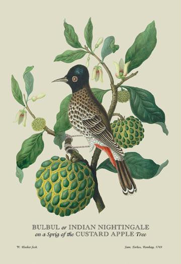 Bulbul or Indian Nightingale 24x36 Giclee