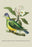 Green Pigeon and Cur Champhah of the Concan 24x36 Giclee