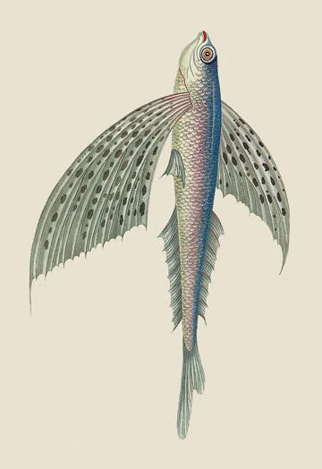 Winged Fish 24x36 Giclee