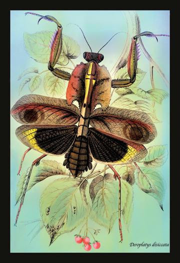 Insect: Deroplatys Disiccata 24x36 Giclee