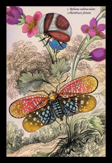 Insects: Aphana Submaculata and Membracis Fetiata 24x36 Giclee