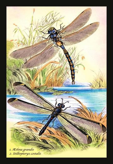 Insects: Aeshna Grandis and Stilbopteryx Costalis 24x36 Giclee