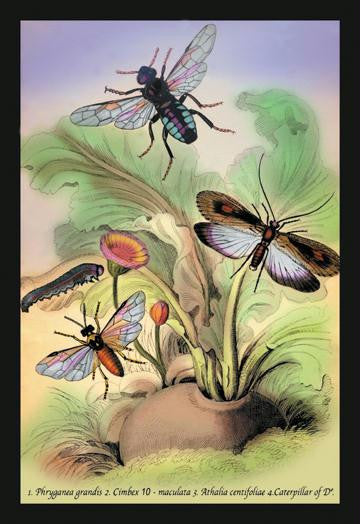 Insects: Phryganea Grandis  et al. 24x36 Giclee