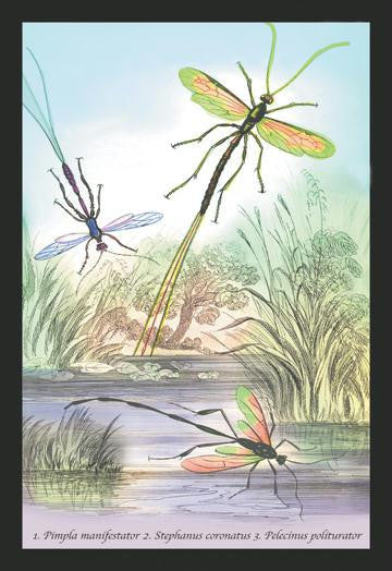 Insects: Pimpla Manifestator  Stephanus Coronatus  et al. 24x36 Giclee