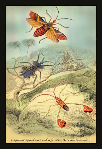 Insects: Syrtomastes Paradoxus  Cerbus Flaveobus  et al. 24x36 Giclee