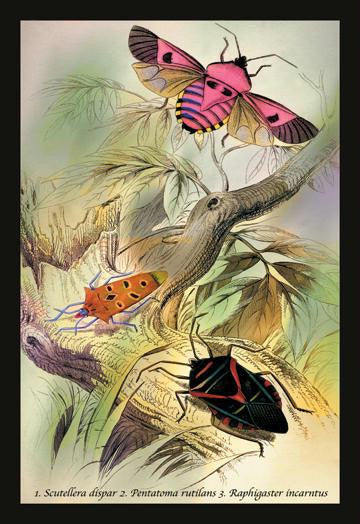 Insects: Pentatoma Rutilans and Raphigaster Incarntus 24x36 Giclee