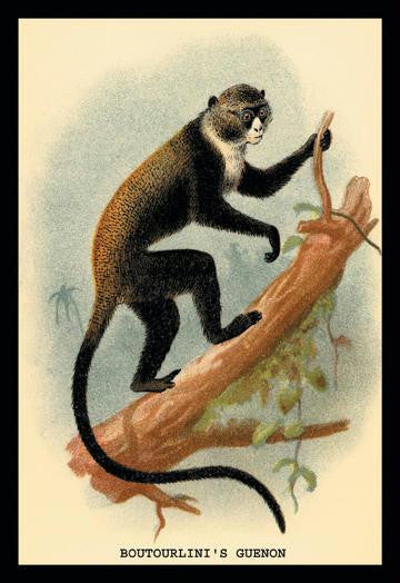 Boutourlini&#39;s Guenon 24x36 Giclee