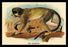 The Talapoin 24x36 Giclee