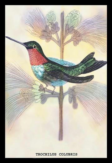 Hummingbird: Trochilus Colubris 24x36 Giclee