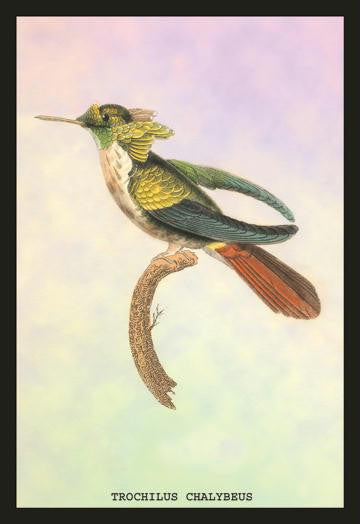 Hummingbird: Trochilus Chalybeus 24x36 Giclee