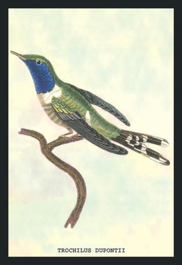 Hummingbird: Trochilus Dupontii 24x36 Giclee