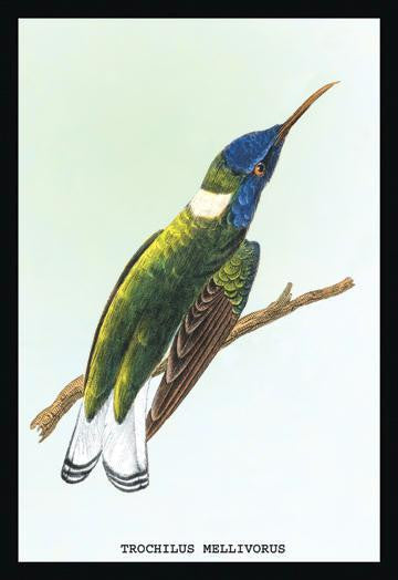 Hummingbird: Trochilus Mellivorous 24x36 Giclee