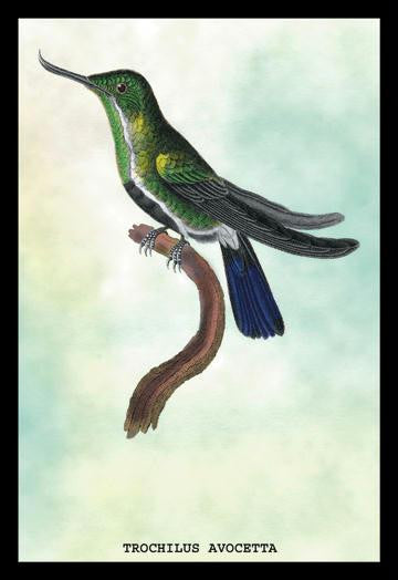 Hummingbird: Trochilus Avocetta 24x36 Giclee