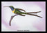 Hummingbird: Trochilus Enicurus 24x36 Giclee