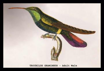 Hummingbird: Trochilus Gramineus 24x36 Giclee