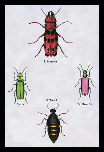 Beetles from North and South America and Spain #1 24x36 Giclee