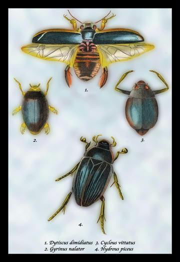 Beetles: Dytiscus Dimidiatus  Gyrinus Nalator et al. #1 24x36 Giclee