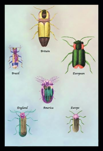 Beetles of America  Britain  Brazil  England and Europe #1 24x36 Giclee