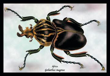 Beetle: African Goliathus Magnus #1 24x36 Giclee