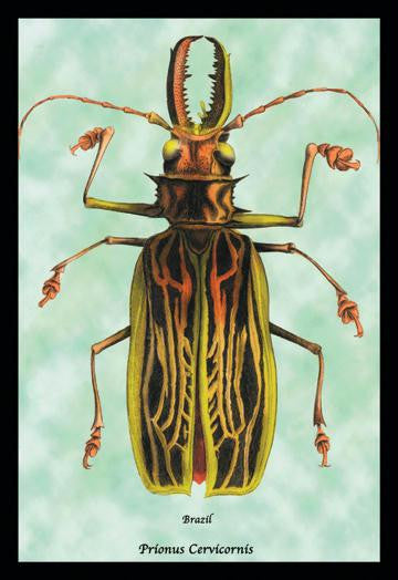 Beetle: Brazilian Prionus Cervicornis #1 24x36 Giclee