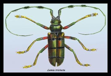 Beetle: Lamia Tricincta #1 24x36 Giclee