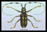 Beetle: Lamia Tricincta #1 24x36 Giclee