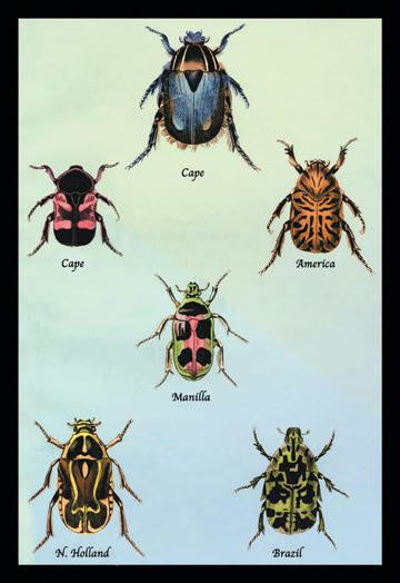 Beetles of Cape  America  Manilla  N. Holland and Brazil #1 24x36 Giclee