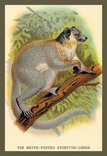 The White-Footed Sportive Lemur 24x36 Giclee