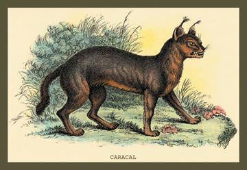 Caracal 24x36 Giclee