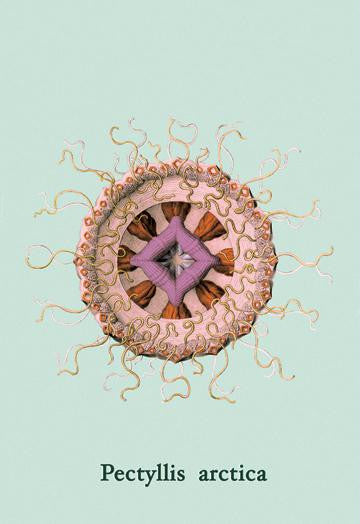 Jellyfish: Pectyllis Arctica 24x36 Giclee