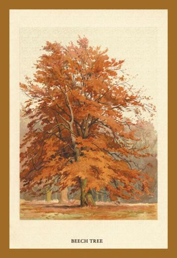 The Beech Tree 24x36 Giclee