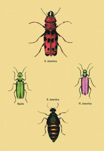 Beetles from North and South America and Spain #2 24x36 Giclee