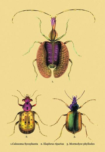 Beetles: Calosoma Sycophanta  Elaphrus Raperius et al. #2 24x36 Giclee