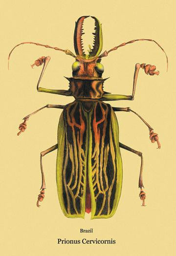 Beetle: Brazilian Prionus Cervicornis #2 24x36 Giclee