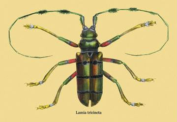 Beetle: Lamia Tricincta #2 24x36 Giclee