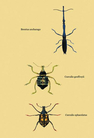 Beetles: Brentus Anchorago  Curculio Geoffroyii et al. #2 24x36 Giclee