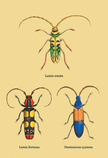 Beetles: Lamia Ornata  L. Formosa and Desmocerus Cyaneus #2 24x36 Giclee