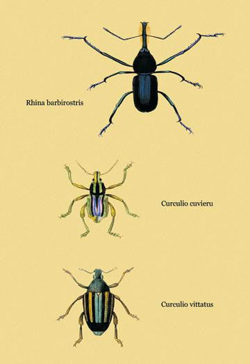 Beetles: Rhina Barbirostris  Curculio Cuvieru and C. Vittatus #2 24x36 Giclee