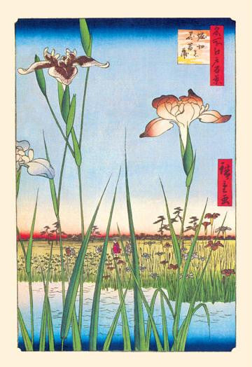 Iris Garden at Horikiri 28x42 Giclee on Canvas